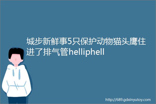 城步新鲜事5只保护动物猫头鹰住进了排气管helliphellip